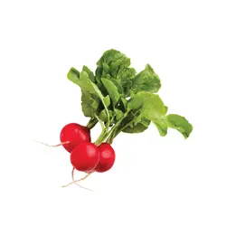 تربچه