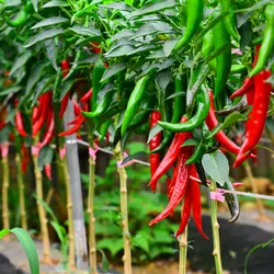 فلفل قرمز تند