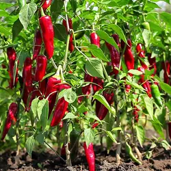 فلفل قرمز تند