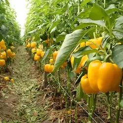 فلفل دلمه زرد