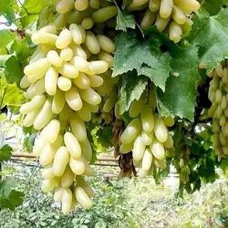 انگور ریش بابا