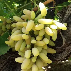 انگور ریش بابا