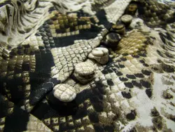 Next پیراهن مجلسی • ژینوپلاس