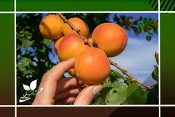 نهال زردآلو ملایر