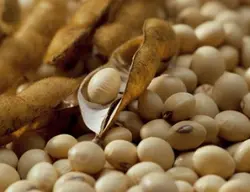 سویا پلیت کلهر بندر امام واریز زود بارشو