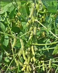 سویا فراوری سبوس کندوج واریز زود بارشو