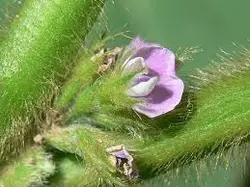 سویا گل سفید البرز واریز زود بارشو