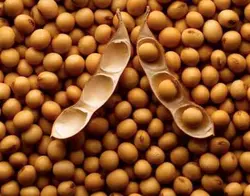 سویا یگانه خزر واریز زود بارشو