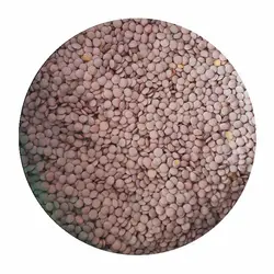 عدس سبز كانادایی فله 10K