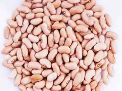 لوبیا کشاورزی فله 5 کیلویی