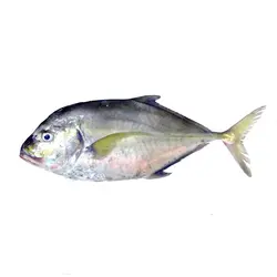 ماهی جش سفید کامل