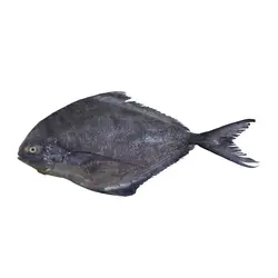 ماهی حلوا سیاه کامل