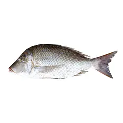 ماهی شعری شکم خالی