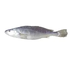 ماهی شوریده کامل