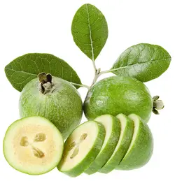 نهال فوجیا (فیجوا)