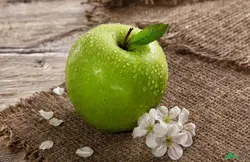 نهال گلدانی سیب سبز