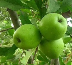 نهال گلدانی سیب سبز