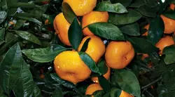 نهال گلدانی نارنگی ژاپنی