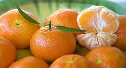 نهال گلدانی نارنگی ژاپنی