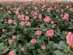 گل رز هلندی (در سه رنگ)