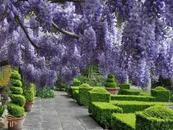 درختچه پیچ گلایسین (گل ویستریا چینی)