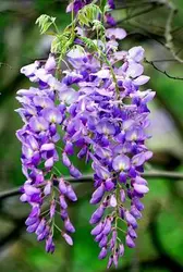 درختچه پیچ گلایسین (گل ویستریا چینی)