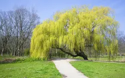 نهال بید مجنون پاییزی (طلایی)
