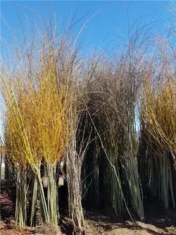 نهال بید مجنون پاییزی (طلایی)