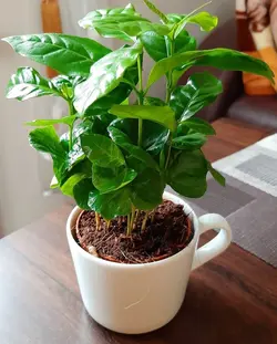 گیاه قهوه عربیکا (عربیکن)