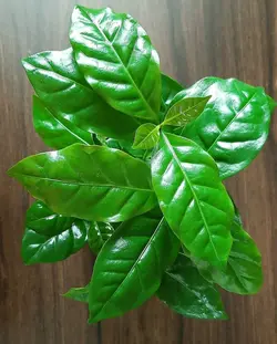 گیاه قهوه عربیکا (عربیکن)
