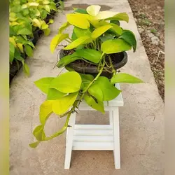 گیاه آپارتمانی اسکاندیس نئون