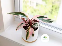 گیاه آپارتمانی مارانتا صورتی