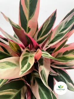 گیاه آپارتمانی مارانتا صورتی