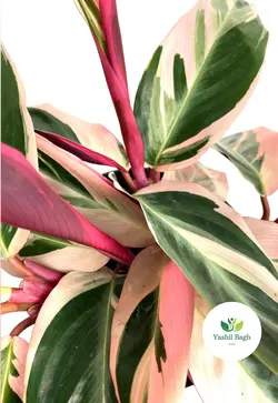 گیاه آپارتمانی مارانتا صورتی