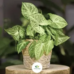 گیاه اپارتمانی سینگونیوم سبز