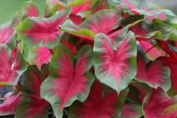 گل آپارتمانی کالادیوم