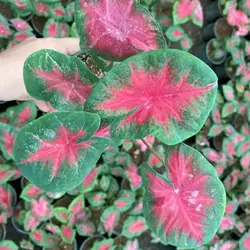 گل آپارتمانی کالادیوم