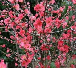 درختچه به ژاپنی