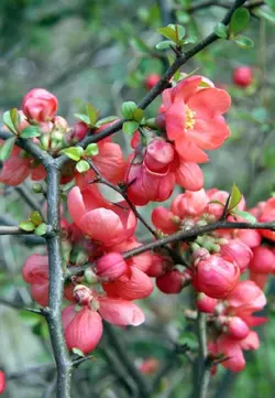 درختچه به ژاپنی
