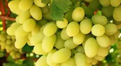 نهال گلدانی انگور دزماری (دوساله)