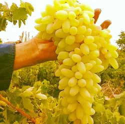 نهال گلدانی انگور ریش بابا (دوساله)