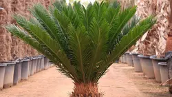نخل سیکاس