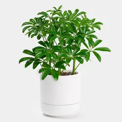 گیاه شفلرا سبز