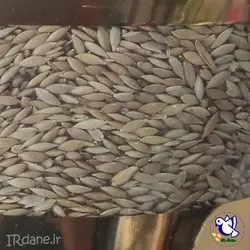 کتان ایرانی (اردبیلی) » آی آر دانه