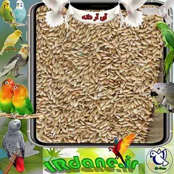 کتان ایرانی (اردبیلی) » آی آر دانه