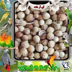 گشنیز (تخم گشنیز - بذر گشنیز) » آی آر دانه