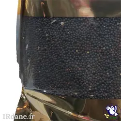 کلزا (کلم قمری) » آی آر دانه