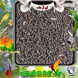 کلزا (کلم قمری) » آی آر دانه