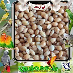 ارزن درشت » آی آر دانه