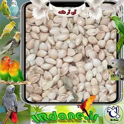 ارزن ایرانی (سایز متوسط)(ارزن تازه) » آی آر دانه